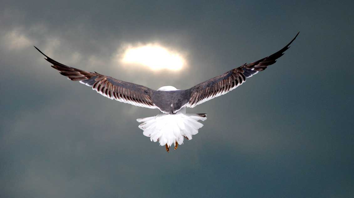 Eine Taube gilt als Symbol für Frieden.