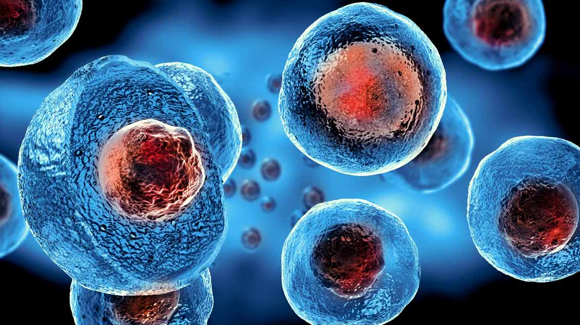 Darstellung embryonaler Stammzellen.