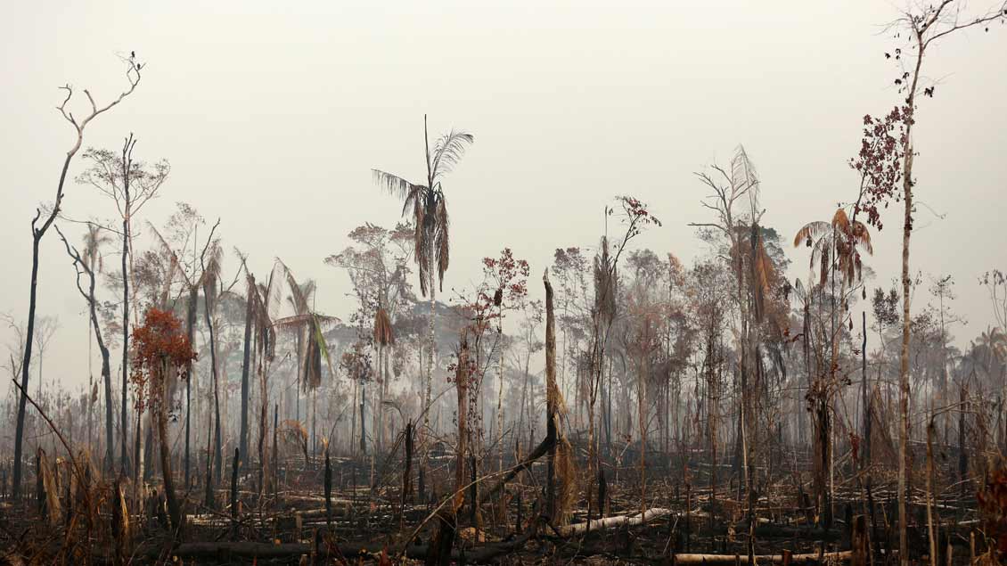 Verbrannter Wald bei Boca do Acre, Amazonasgebiet.