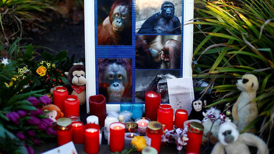 Kerzen vor einem Bild mit einigen der getöteten Affen in Krefeld.