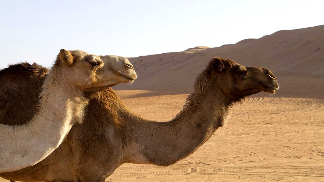 Zwei Kamele in der Wüste