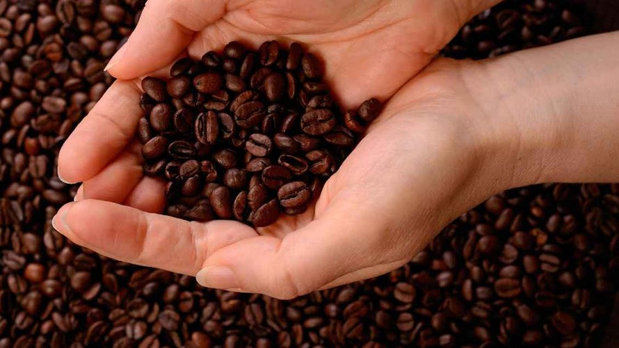 Eine Person hält Kaffeebohnen in den Händen