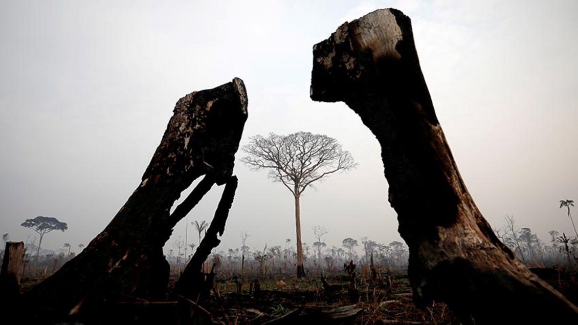 Verbrannte Bäume im Amazonas-Gebiet Foto: Bruno Kelly (Reuters)