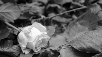 Eine Rose auf Herbstlaub.