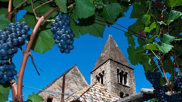 Weintrauben vor einem Kirchturm