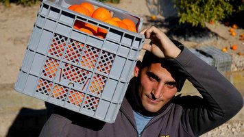 Orangenernte in Spanien