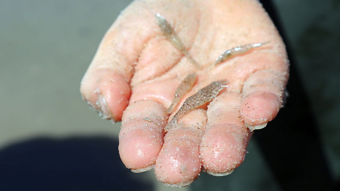 Ein kleiner Junge zeigt auf der Hand Krabben, die er mit seinem Kescher aus dem Wasser gezogen hat. | Foto: Michael Rottmann