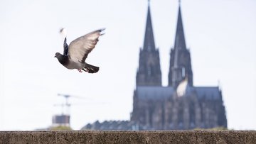 Taube steigt auf, Hintergrund Kölner Dom