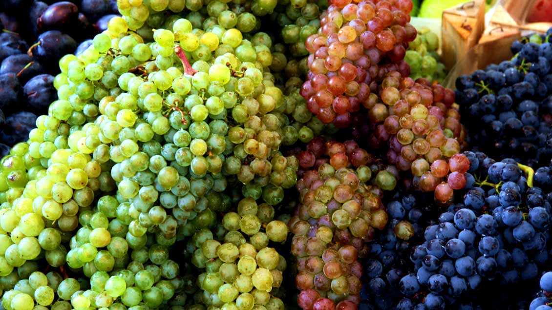 Weintrauben: das biblische Obst dieses Sonntags.