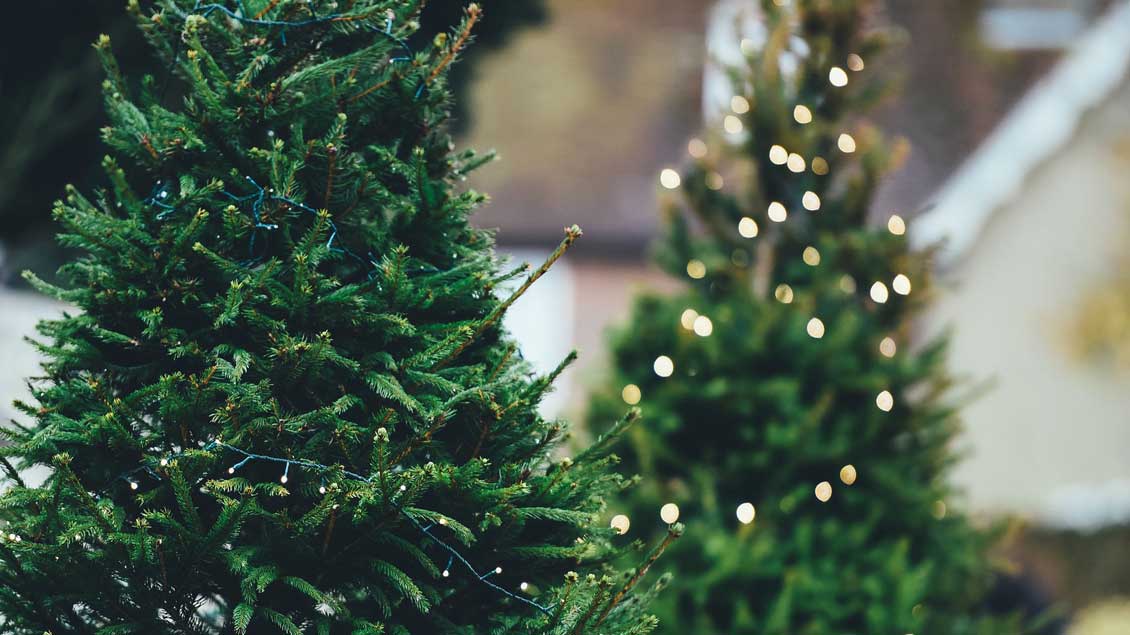 Weihnachtsbaum. Symbol-Foto: pixabay.com
