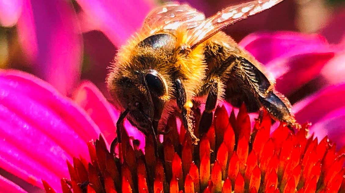 Biene auf einer Blüte Foto: Markus Nolte