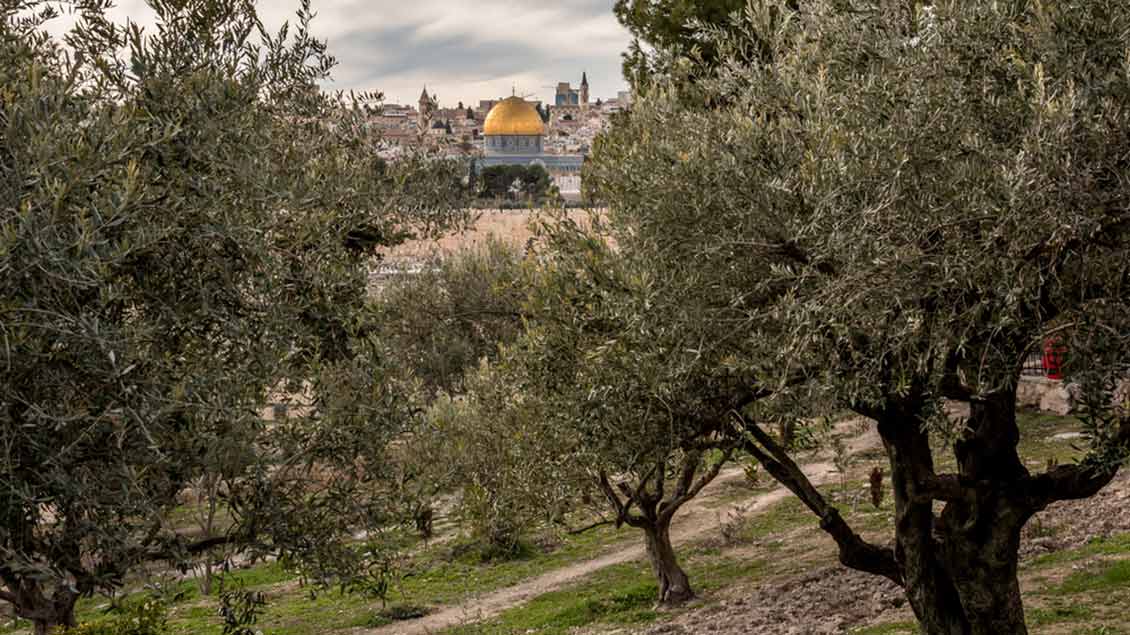 Garten Getsemani Foto: Mr_Karesuando (Shutterstock)