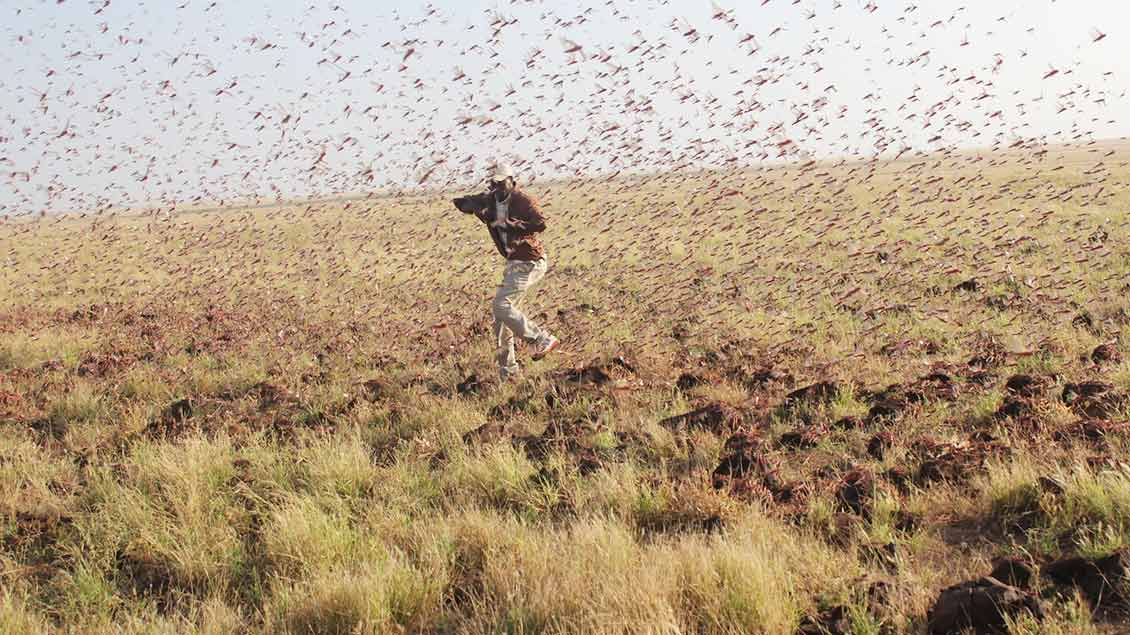 Heuschreckenplage in Kenia Foto: Pacida/Caritas international
