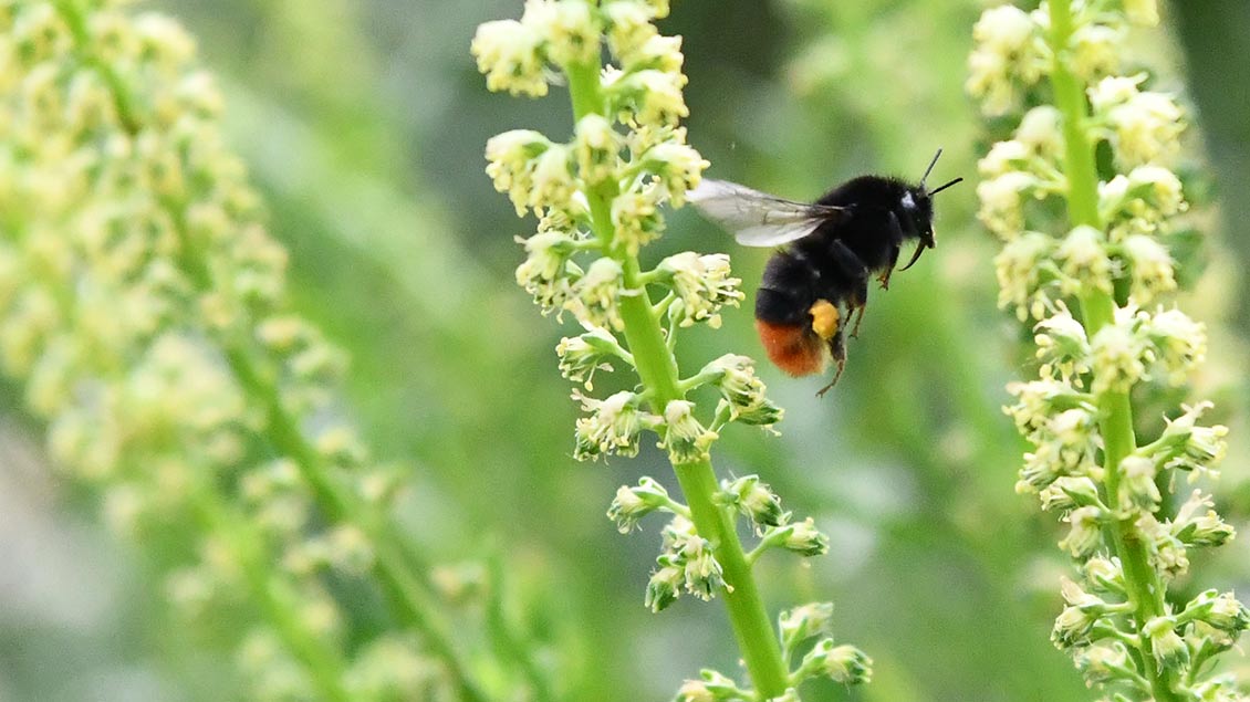 Für die Natur sind die Wildblumenwiesen wichtiger Lebensraum für Insekten und Kleintiere. |Foto: Michael Bönte