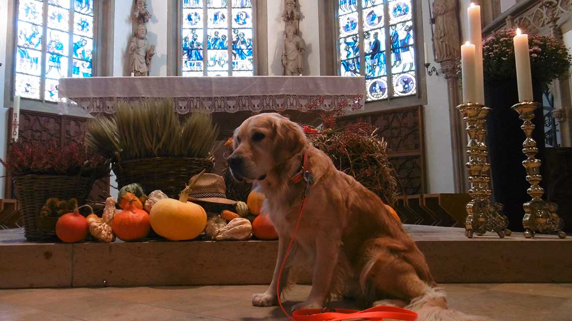 Hund vor dem Altar Foto: Pfarrgemeinde St. Dionysius