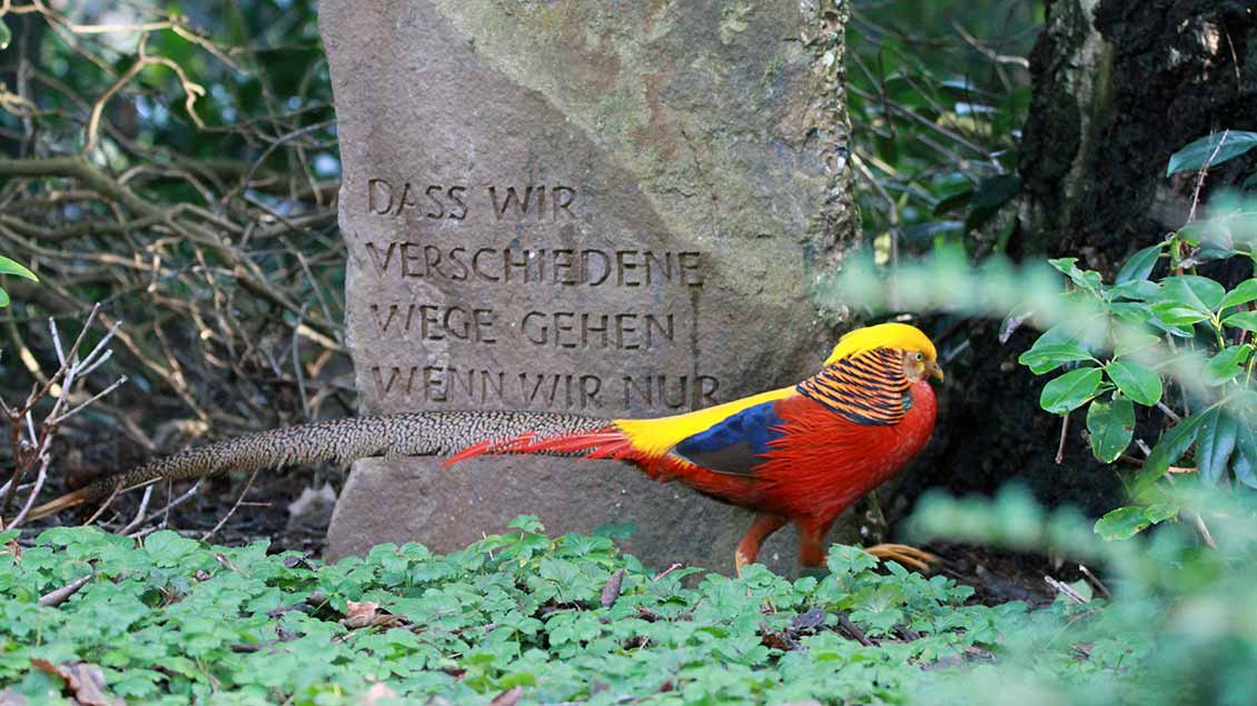 Auf dem Waldfriedhof Dülmen hält sich seit einiger Zeit dieser seltene Goldfasan auf. | Fotos: Sven Bieckhofe