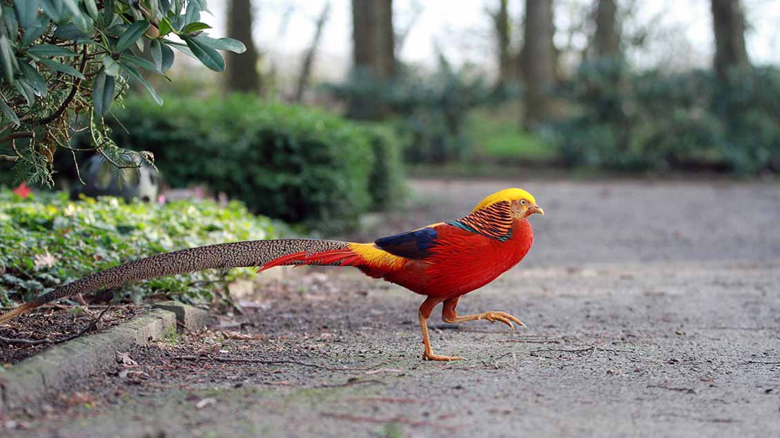 Auf dem Waldfriedhof Dülmen fühlt sich der vermutlich ausgebüxte Vogel sehr wohl. | Foto: Sven Bieckhofe