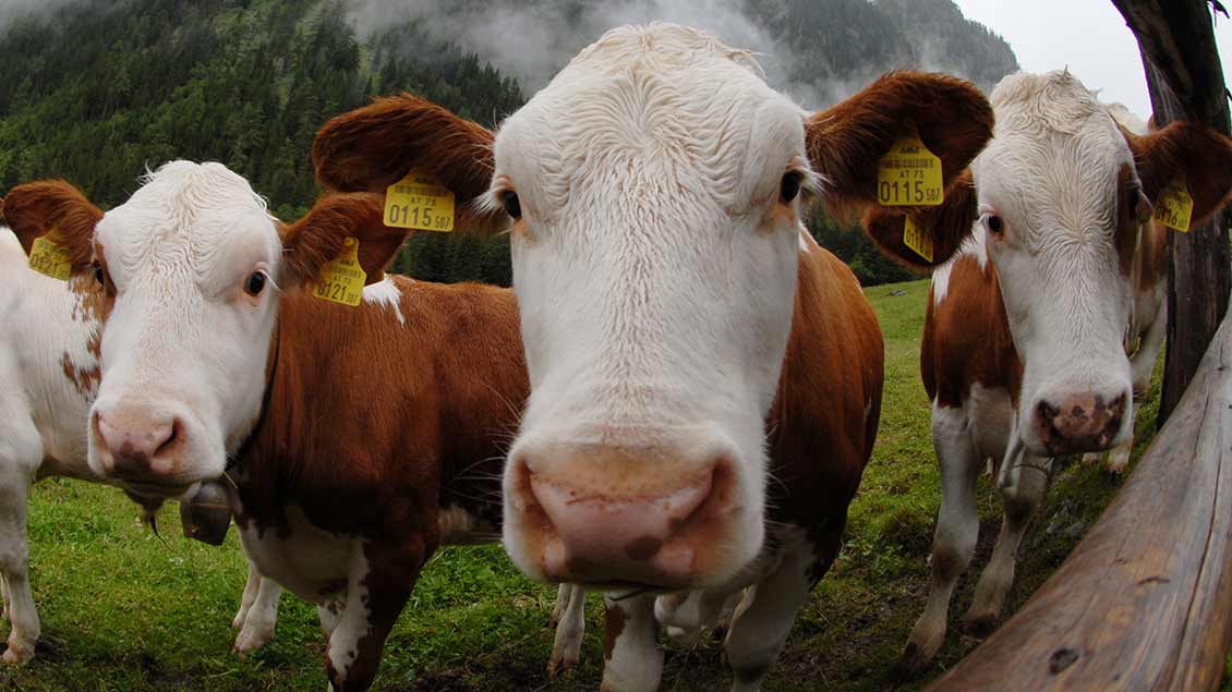 Kühe auf einer Weide Symbol-Foto: Michael Bönte