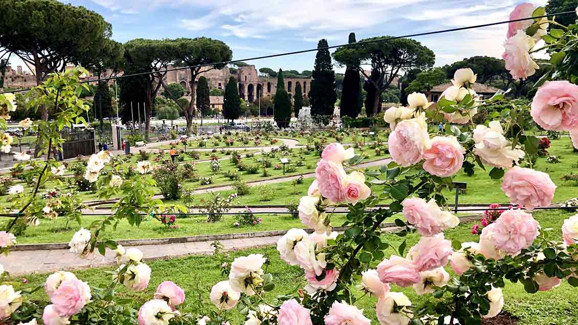 Blütenpracht im Rosengarten am Aventinshügel in Rom, gegenüber den antiken Ausgrabungen auf dem Palatin. | Foto: Kerstin Thiel-Lunghini