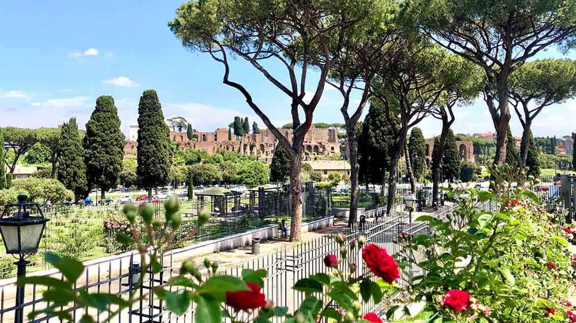Blütenpracht im Rosengarten am Aventinshügel in Rom, gegenüber den antiken Ausgrabungen auf dem Palatin. | Foto: Kerstin Thiel-Lunghini
