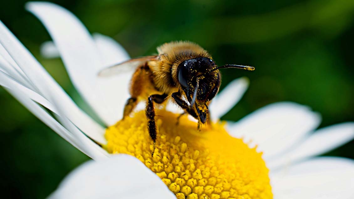 Eine Biene sitzt auf einer weiß-gelben Blüte.