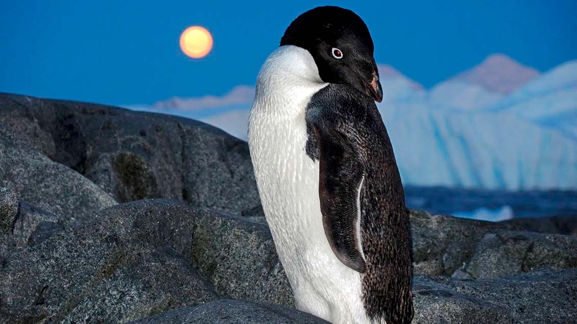 Wo ist das Eis geblieben? Ein Pinguin an der Antarktis.