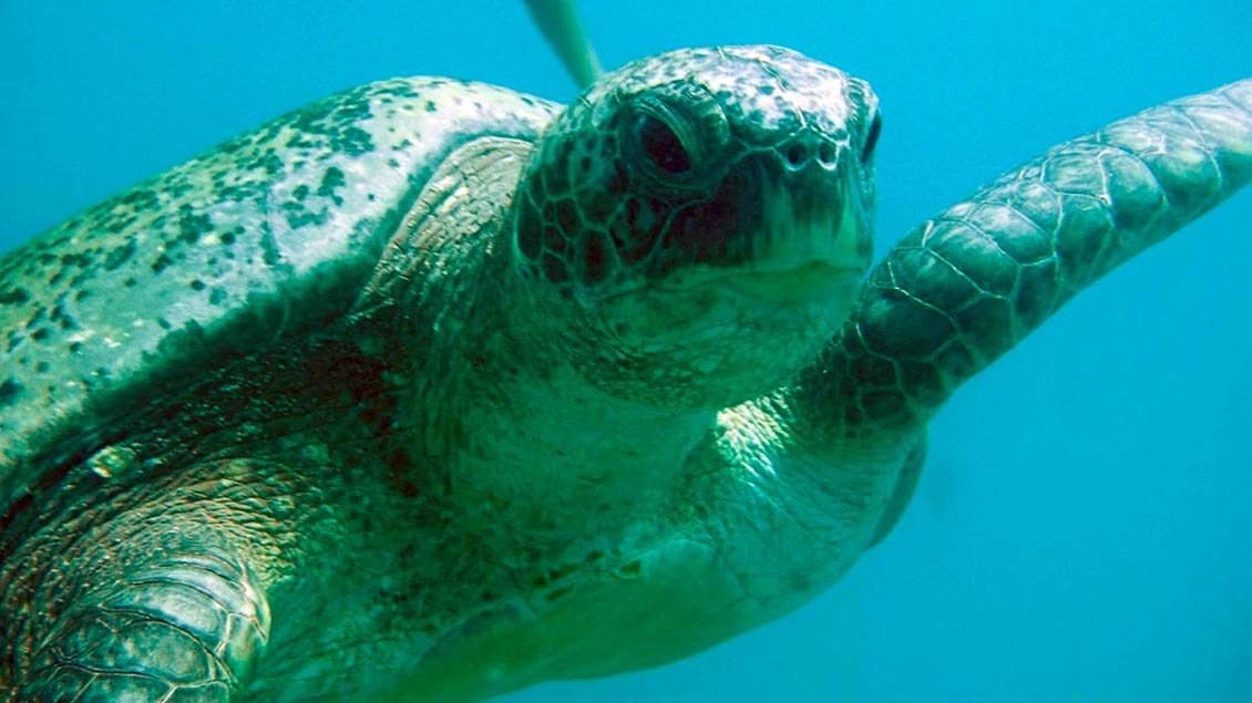 Meeresschildkröten leiden besonders unter der Vermüllung der Meere.