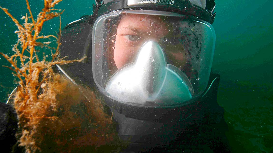 Abtauchen bis zum Meeresgrund: Frithjof Küpper unter Wasser an der Baffin-Insel des Kanadisch-Arktischen Archipels. Foto: Martin Sayer, UK National Facility for Scientific Diving
