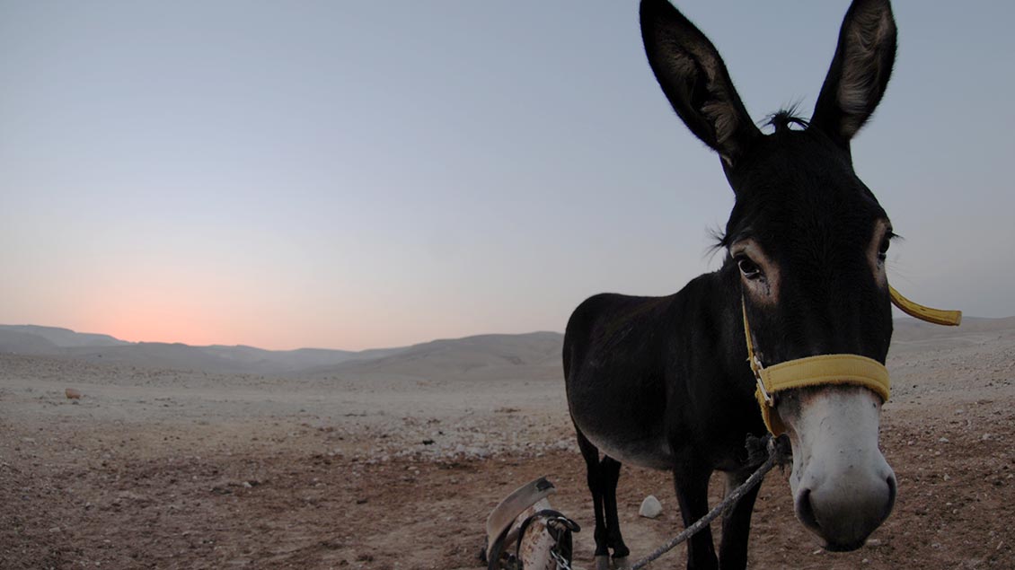 Esel in der Wüste Foto: Michael Bönte