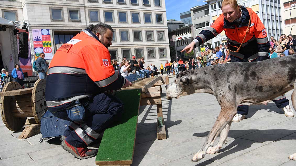 Ungewohnt großer Rettungshund – aber auch die Dogge findet den Verunglückten. | Foto: Michael Bönte