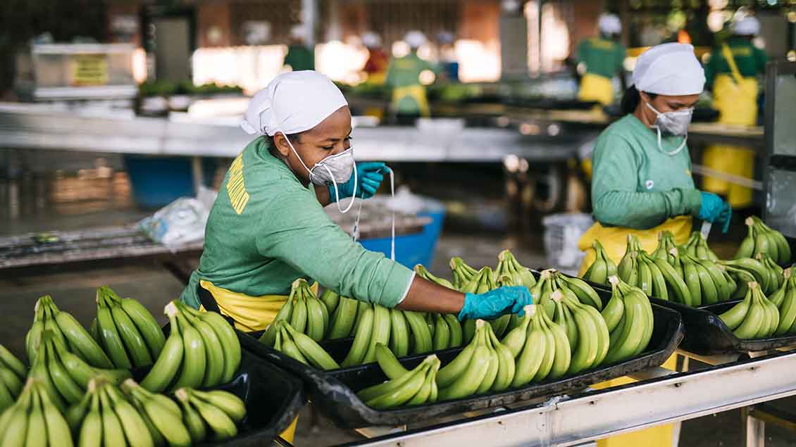 Bananen Foto: Christoph Köstlin (Fairtrade Deutschland e.V.)