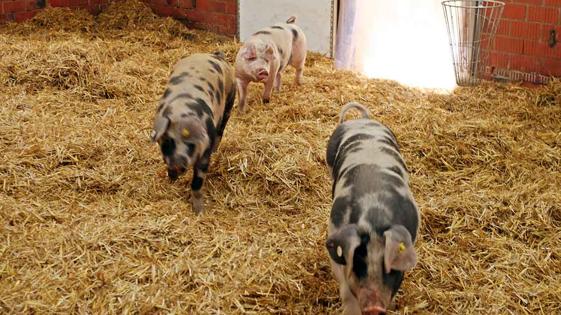Bunte Bentheimer Schweine auf dem Hof Kock in Ostbevern
