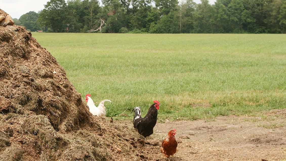 Hühner laufen ebenfalls auf dem Hof Kock