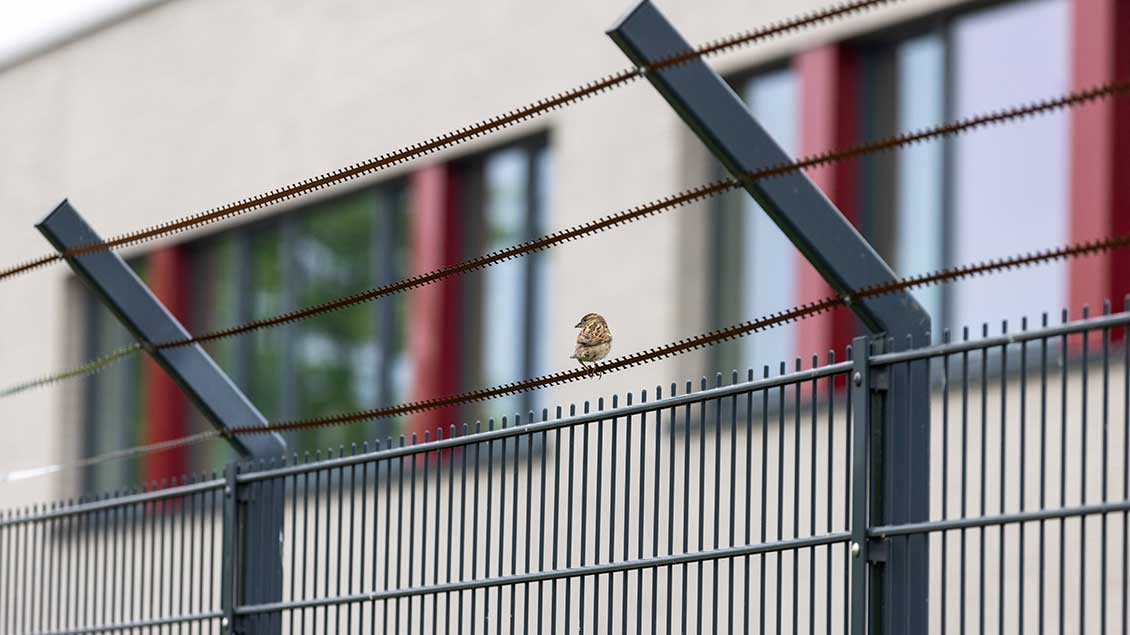 Ein Spatz sitzt auf einem Zaun Foto: C3 Pictures (Imago)