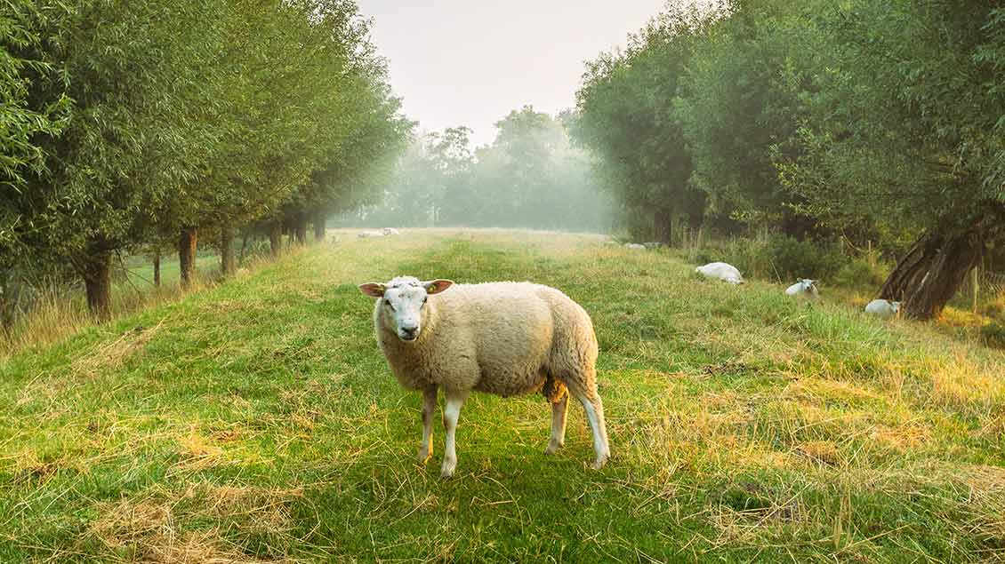 Schafe zwischen Bäumen auf einer Wiese Symbolfoto: Unsplash