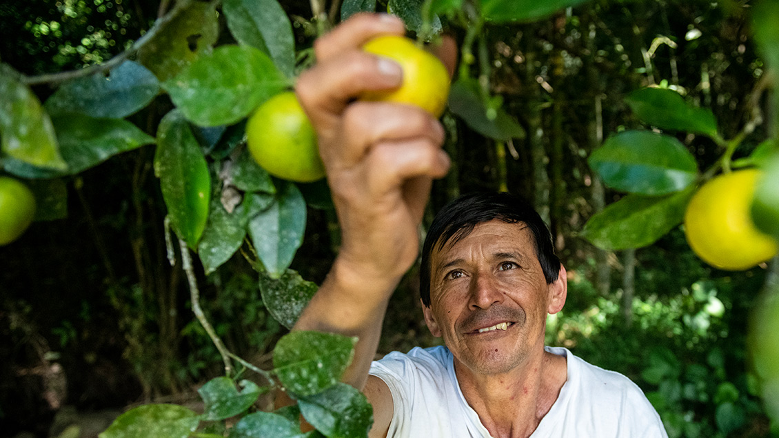 Ein kolumbianischer Bauer pflückt Orangen.