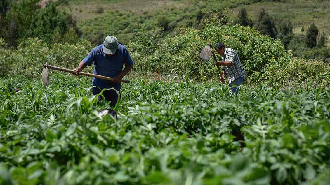 Bauern auf dem Feld in Kolumbien